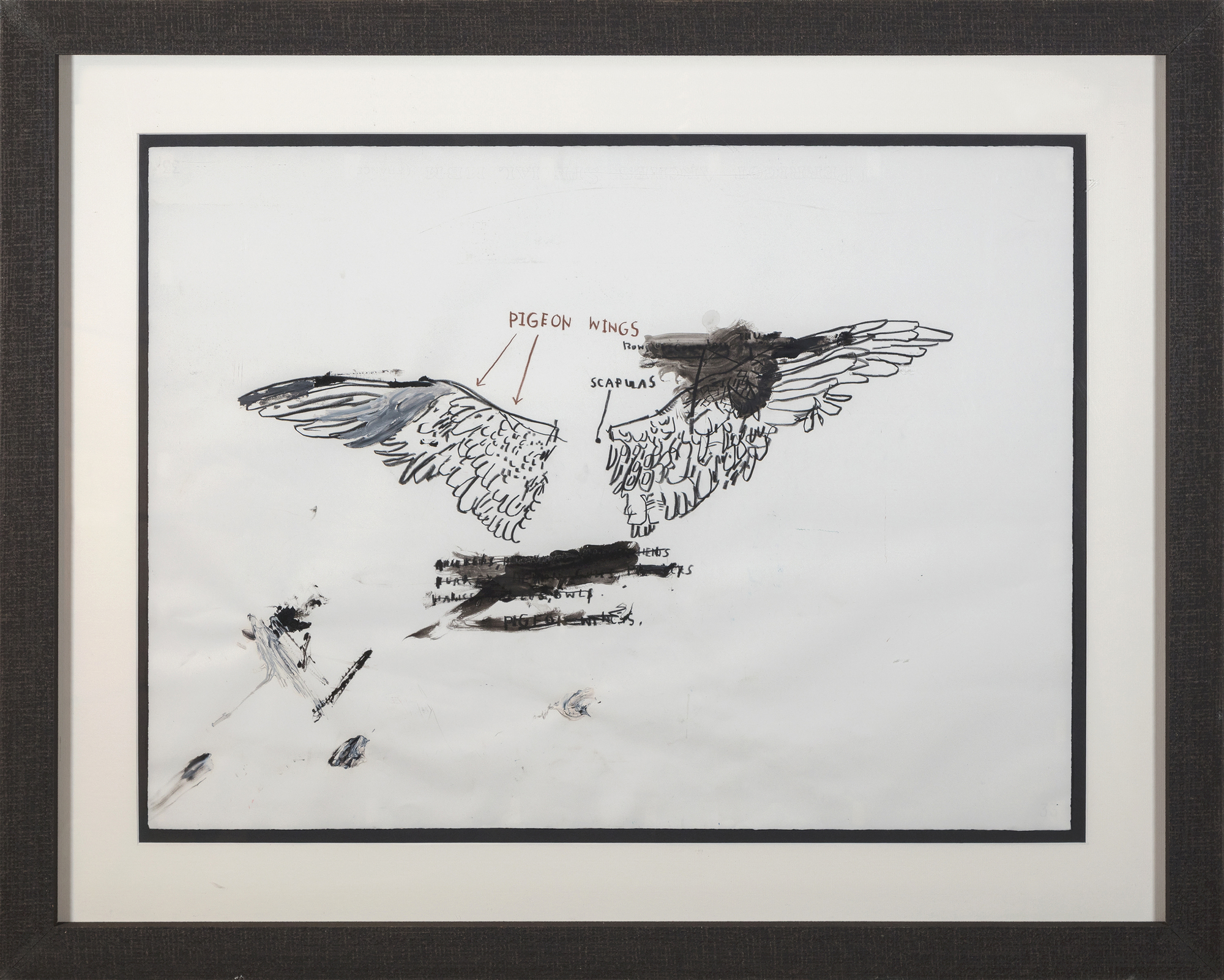 جان ميشيل باسكيات - بدون عنوان (تشريح الحمام) - زيت وجرافيت وطباشير على ورق - 22 × 30 بوصة.