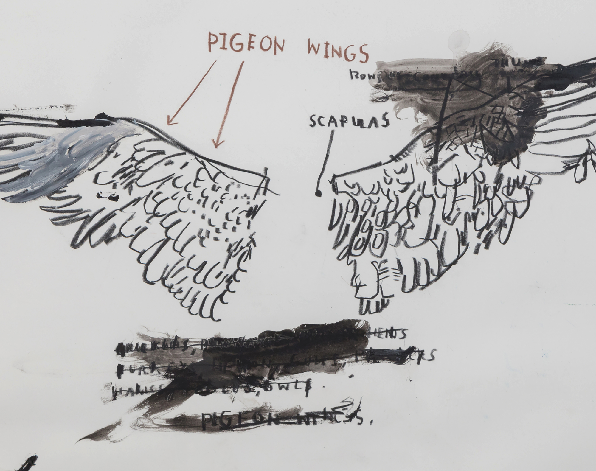 JEAN-MICHEL BASQUIAT - Sin título (Anatomía de una paloma) - óleo, grafito y tiza sobre papel - 22 x 30 pulg.