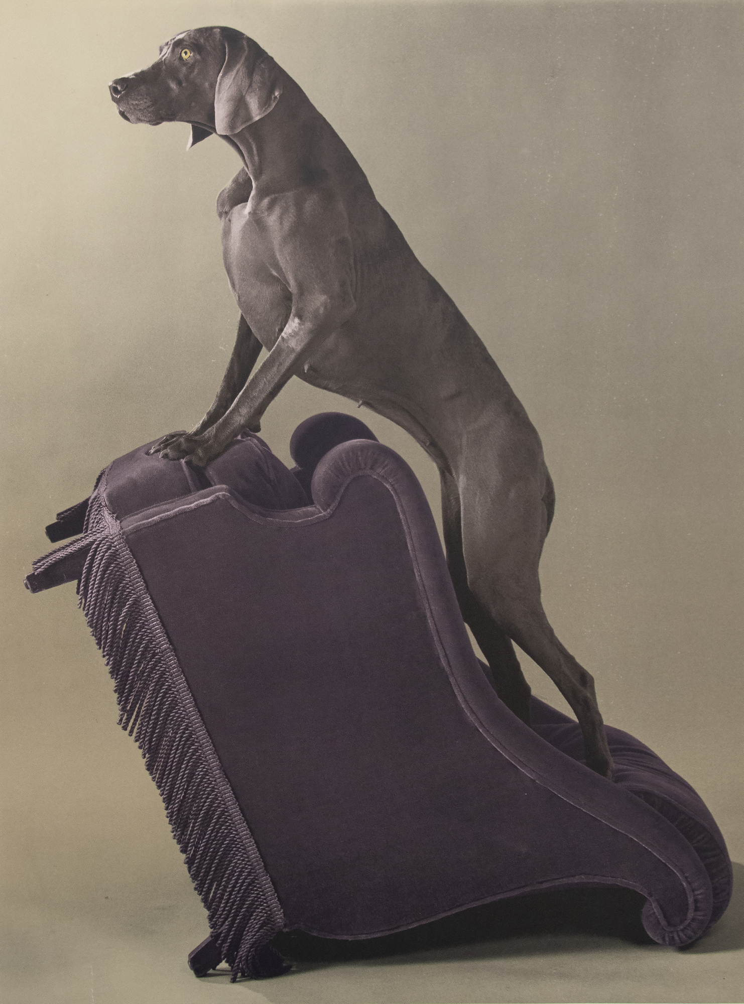 WILLIAM WEGMAN - Armed Chair - color photo lithograph - 49 3/4 x 37 1/2 in.